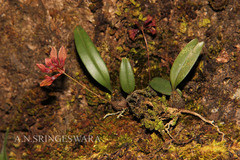 Bulbophyllum fischeri